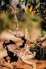 TEST Barossa Grenache Discovery